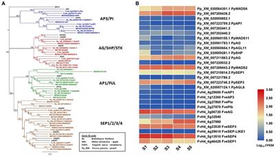 The Roles of Floral Organ Genes in Regulating Rosaceae Fruit Development